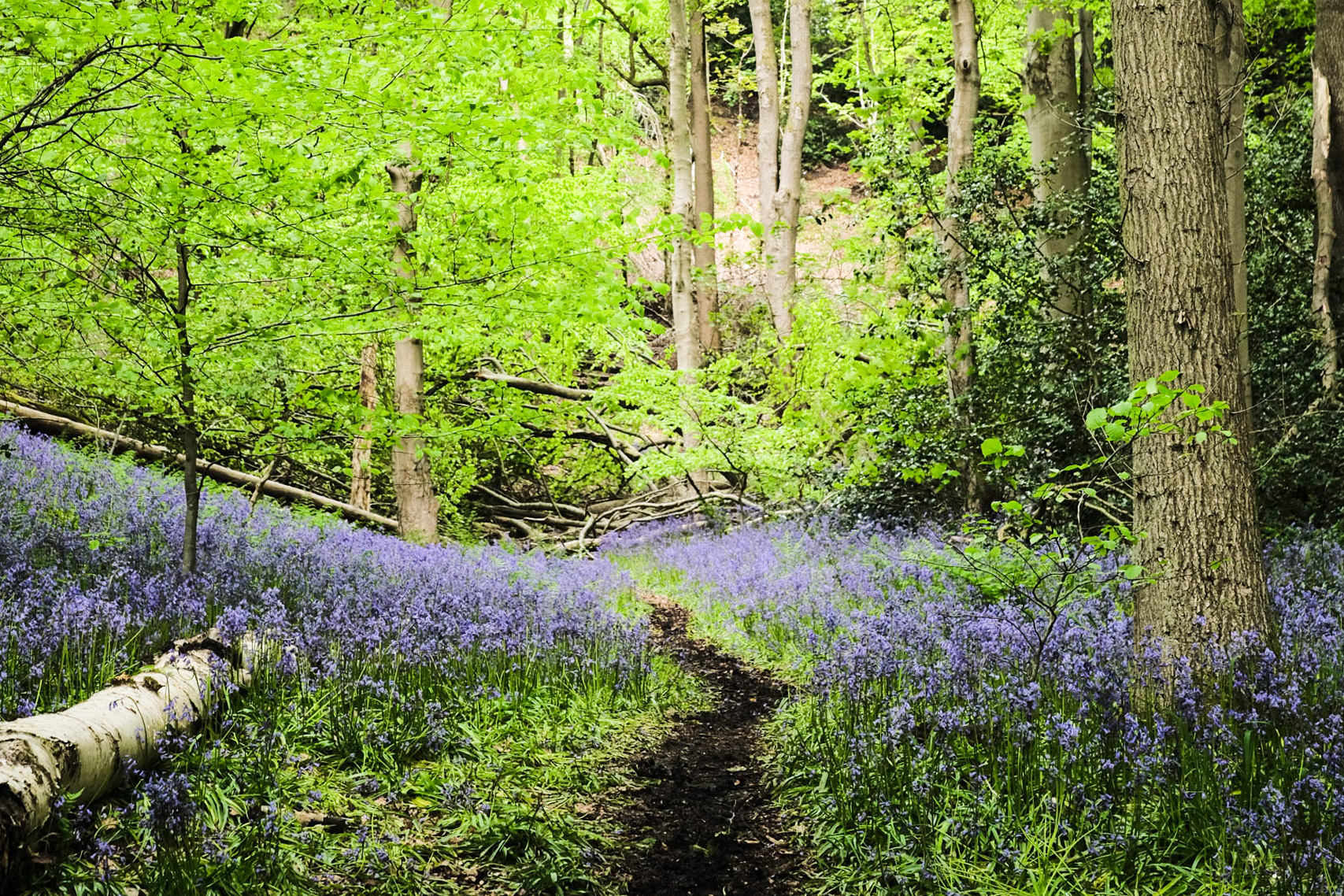 Bluebells in Houghall Woods, Durham